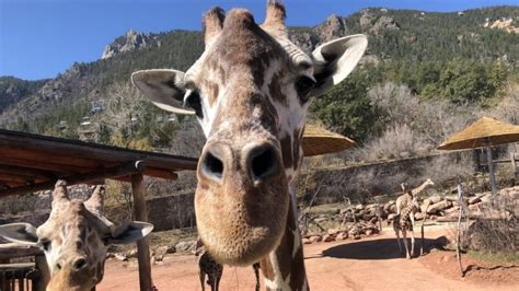 Cheyenne Mountain Zoo Offers Free Kids Fun Pass Through Advanced