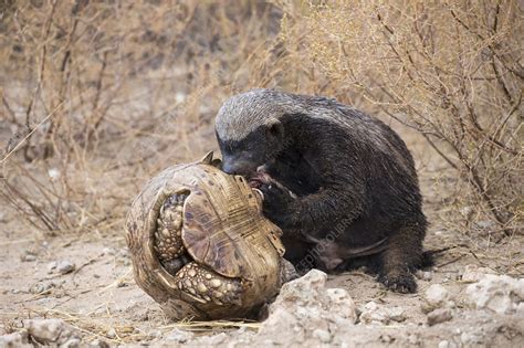 Honey Badger Eating Leopard Tortoise Stock Image F0232206
