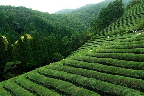 Best Time For Traditional Villages Agricultural Season In South Korea
