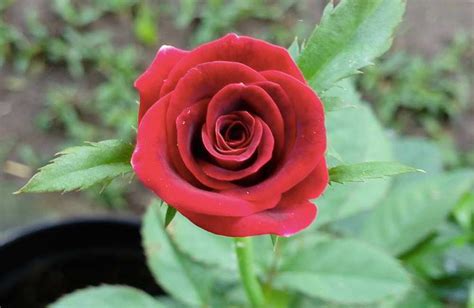 Nama Ilmiah Jenis Bunga Mawar Bungainfos