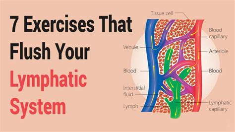 7 Exercises That Flush Your Lymphatic System Detox Lymphatic System