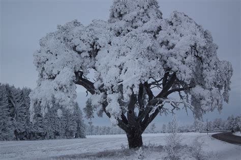 Free Images Tree Branch Cold Frost Weather Snowy Season Sweden