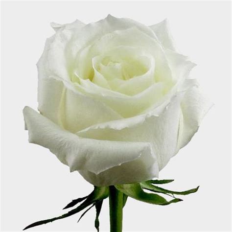 Rose Eskimo White 40cm Wholesale Blooms By The Box