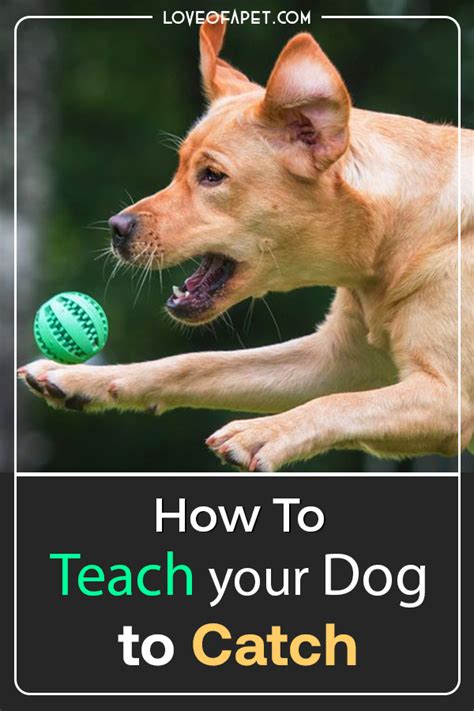 How To Teach Your Dog To Catch 4 Simple Steps Love Of A Pet In 2020