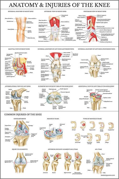 Anatomy Of Knee Injuries Anatomical Charts And Posters Images And