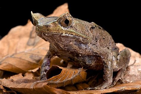 When we consider the most hazardous wild creatures, the picture that shapes in our brain would be that of an animal with grinding teeth, penetrating hooks and with risky homicidal eyes. Native Amphibians Of Malaysia - WorldAtlas.com