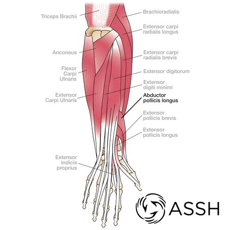 Teres major is a thick and ovoid muscle in the upper arm. Body Anatomy: Upper Extremity Tendons | The Hand Society