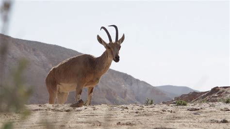 Shot Of Wild Animals In The Desert In Israel Stock Video Footage