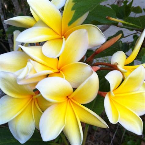 More Yellow Plumerias Plumeria Plants Flowers