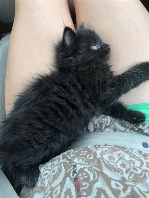 Rescued This Long Haired Black Kitten Today F 45 Weeks Looking For