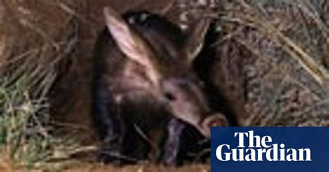 From Aardvark To Zorilla Environment The Guardian