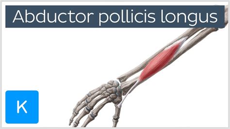 Musculus Abductor Pollicis Longus Anatomie Funktion Kenhub The Best