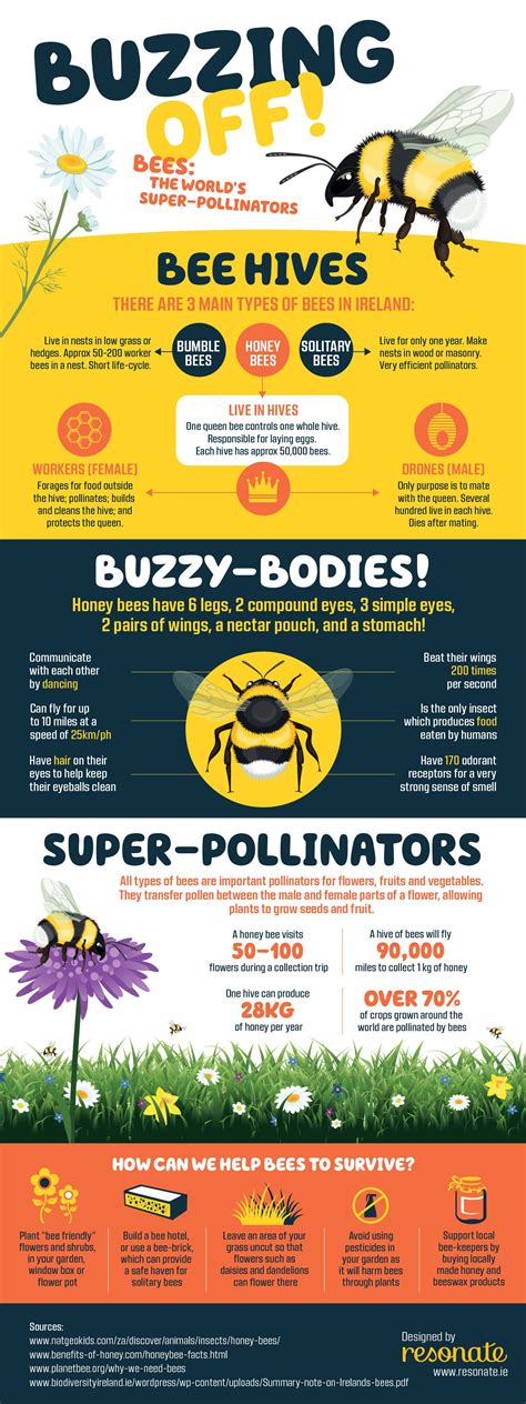 Infographic Bees — Andykav Bee Infographic Bee Life Cycle