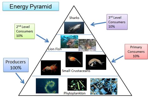 Energy Pyramid Marine Ecosystem
