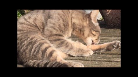 Polite Cat Hangs Hd Youtube