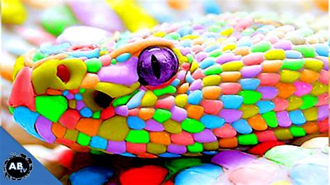 Colorful Giant Snakes Snakebytestv Ep 413 Animalbytestv Youtube
