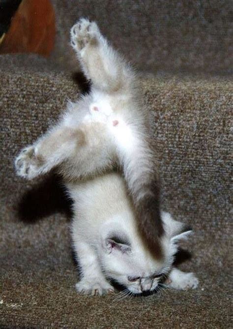 40 Pictures Of Cats Doing Funny Things Tail And Fur