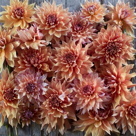 Dahlia Sherwoods Peach Floret Flowers