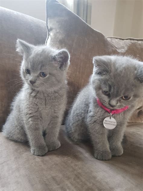 Cat Kitten Adoption Newborn Baby Kittens For Adoption Pet