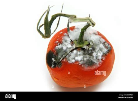 A Picture Of A Rotten Tomato Isolated On A White Background Stock Photo