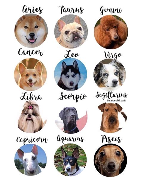 Dog Zodiac Compatibility Chart