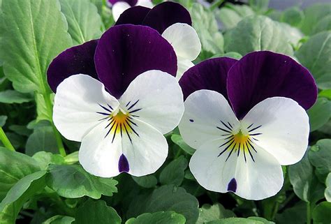 Ultimate Guide To Violet Flowers Meanings And Symbolism Petal Republic