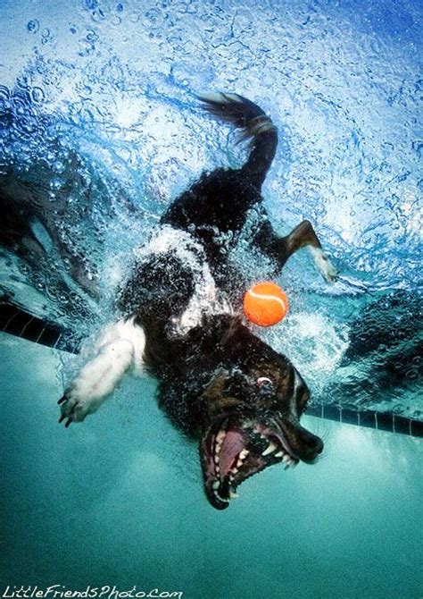 Seth Casteels Striking And Endearing Pictures Of Dogs Underwater Are