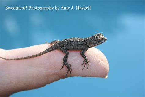 Texas Spiny Lizard Flickr Photo Sharing
