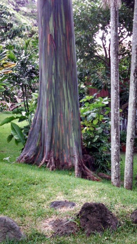 Rainbow Tree Rainbow Tree Tree Hawaii Travel