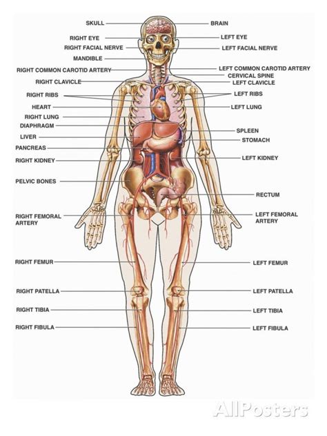 We did not find results for: the structure of the human body full awesome websites with ...