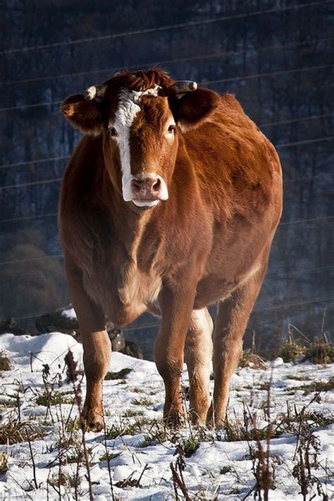 This Is The Most Beautiful Cow I Have Ever Seen Country Living Baby