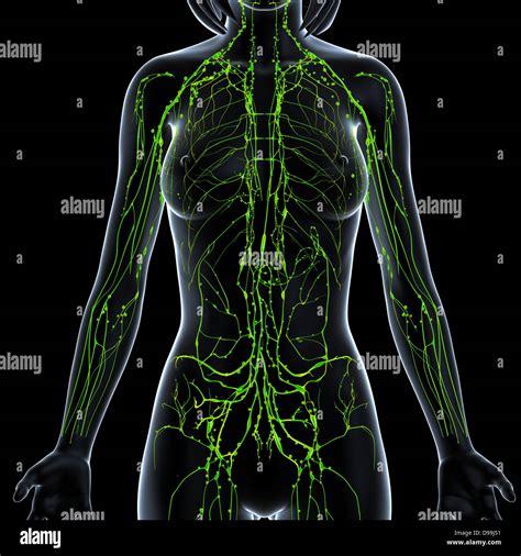 Lymphsystem Des Weiblichen Körpers Anatomie Im Röntgenbild Form