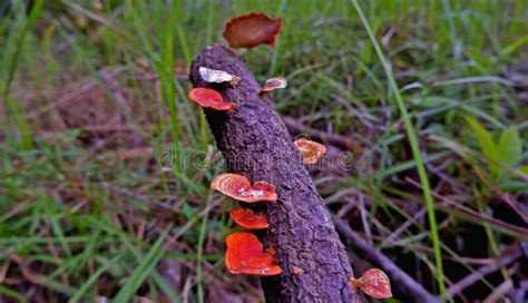 An Orange Colored Poisonous Mushroom Grows On The Ends Of Dead Tree