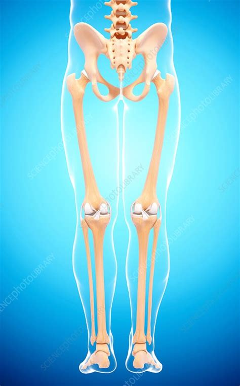 In the lower leg, the tibia bears most of the body's weight while the fibula supports the muscles of balance in the lower leg and ankle. Human leg bones, artwork - Stock Image - F007/4144 ...