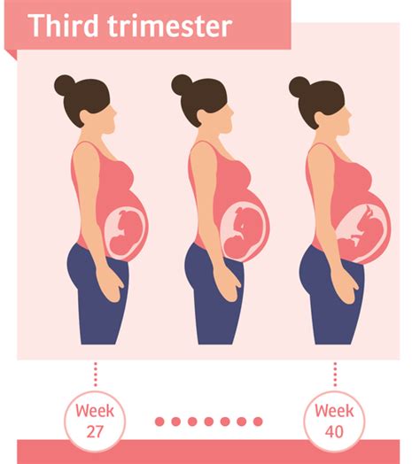 Third Trimester Pregnancy Birth And Baby