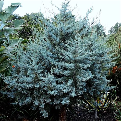 Blue Ice Arizona Cypress For Sale Online The Tree Center