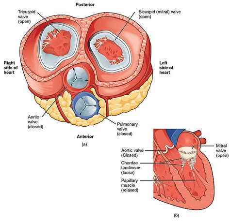 What Is The Difference Between Mitral Valve And Aortic Valve Pediaacom