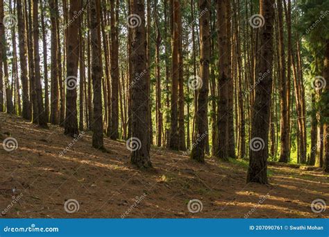 Pine Tree Forest During Sunrise In Ooty Stock Image Image Of