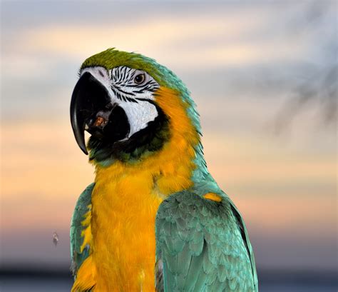 Pet Macaw Bird Free Stock Photo Public Domain Pictures