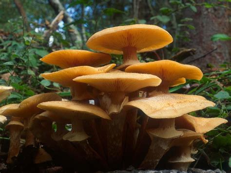 Honey Mushroom Funghi Nel Parco Del Po · Inaturalist