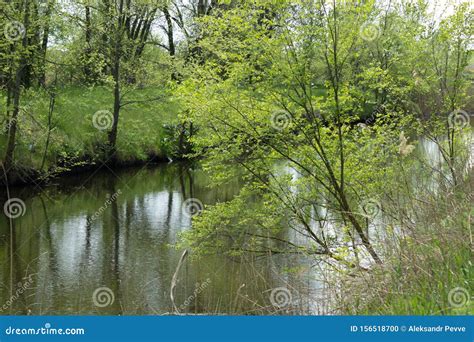 Young Trees Grow On The Shore Very Close To The River Stock Photo
