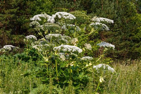 Giant Hogweed What It Looks Like How To Treat Burns And Everything