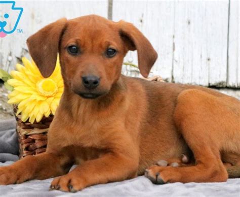 Redbone coonhound dog breeders, hybrid, male redbone coonhound, redbone coonhounds, redbone pups in time for christmas. Redbone Coonhound Puppies For Sale | Puppy Adoption ...