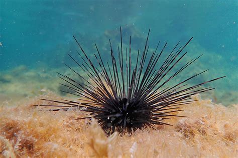 Fsu Researchers Find Sea Urchin Die Offs Threaten Caribbean Coral Reefs