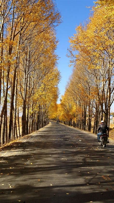 Gansu Corridor Tree Lane At Fall Wallpaper Backiee