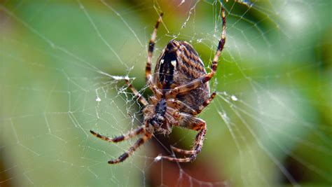 Widows can be found near the ground in dark undisturbed areas. Why Don't Spiders Get Stuck in Their Webs?