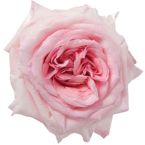 Pink Ohara Roses Garden Roses Direct