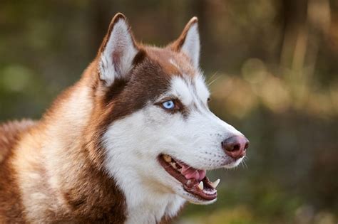 Premium Photo Siberian Husky Dog Profile Portrait With Blue Eyes And
