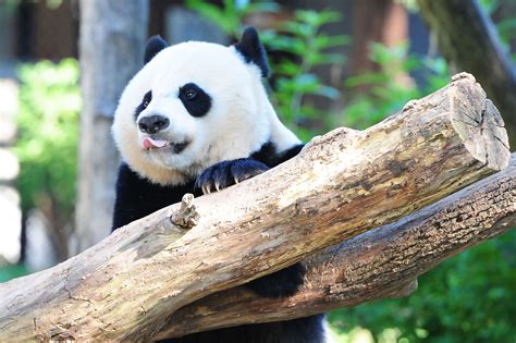 National Zoo Panda Bei Bei Celebrates Birthday But Will Move To China