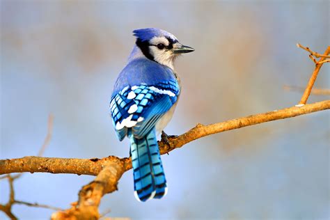 Get To Know These 20 Common Birds Blue Jay Common Birds Blue Jay Bird